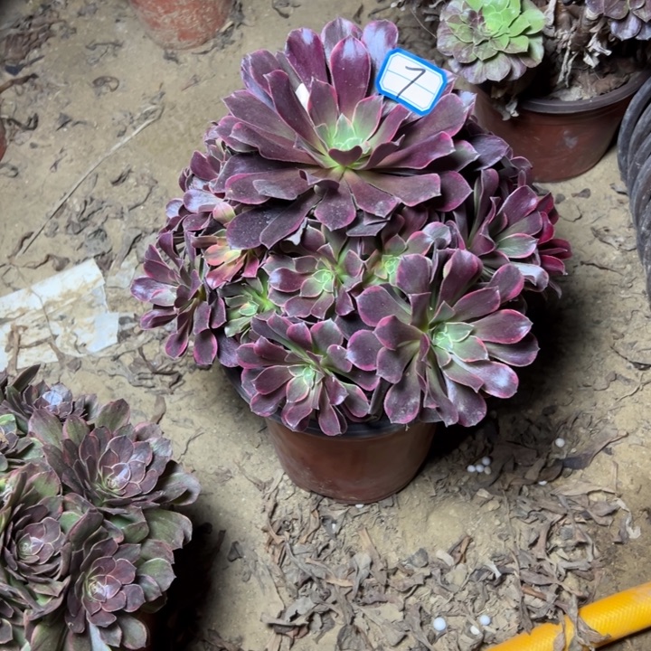 多肉植物金丝法s7