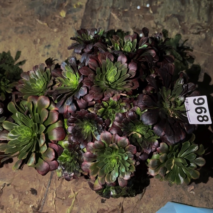 968莫兰迪多肉植物