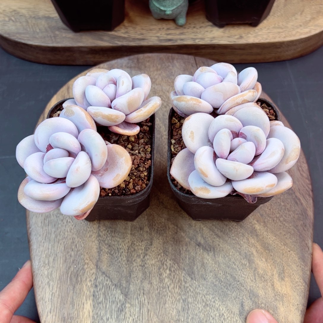 拉拉奶量拍-哈哈哈哈哈哈