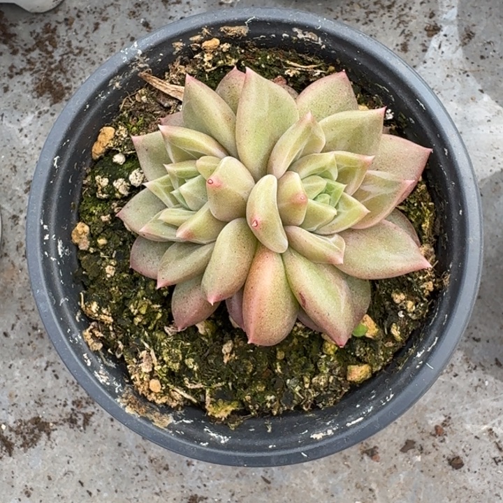 美人杂交 一物一拍