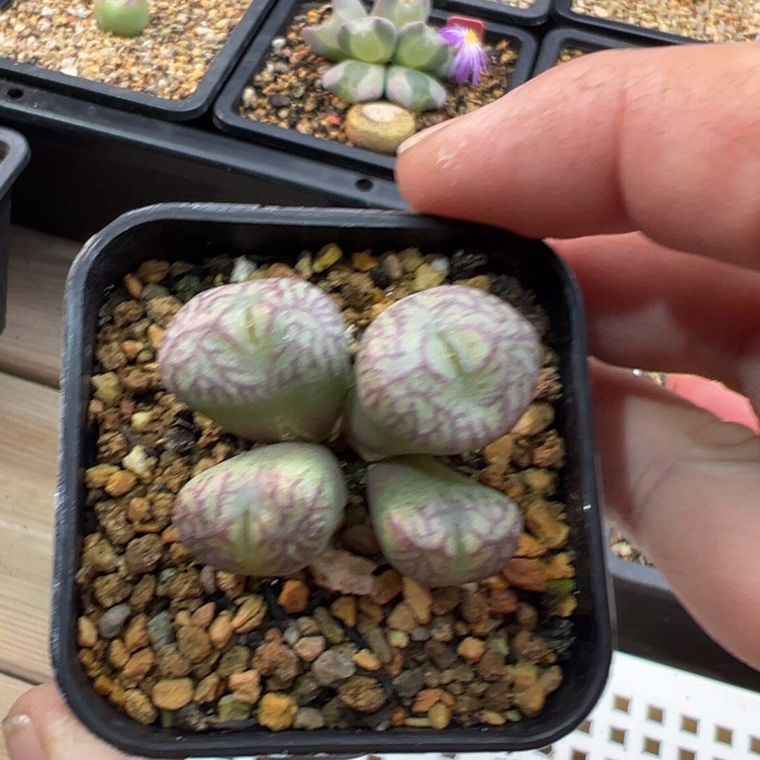 19多肉4头优选送奶工杂交一棵特