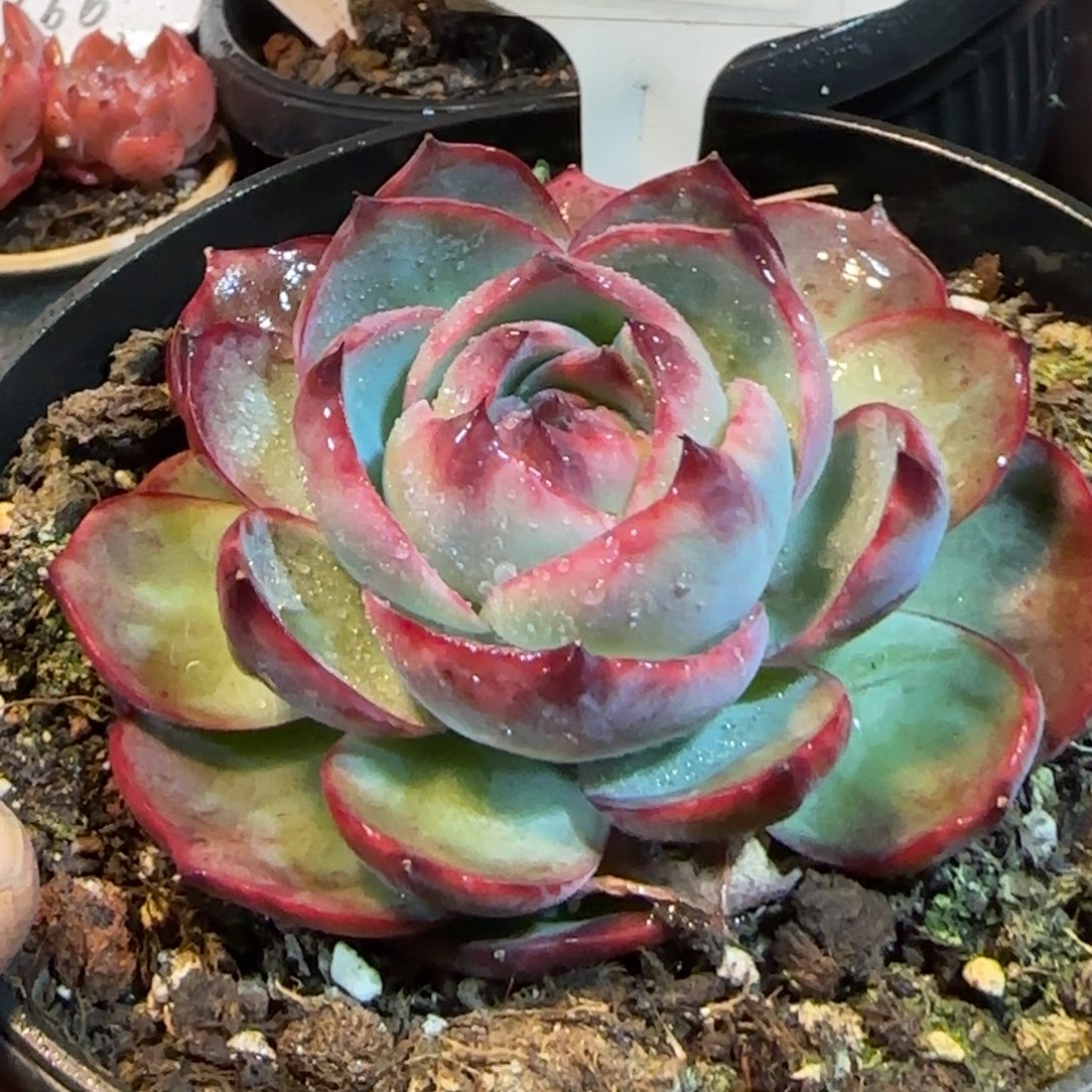 玫瑰惊鸿一物一拍包装收缩花旱740