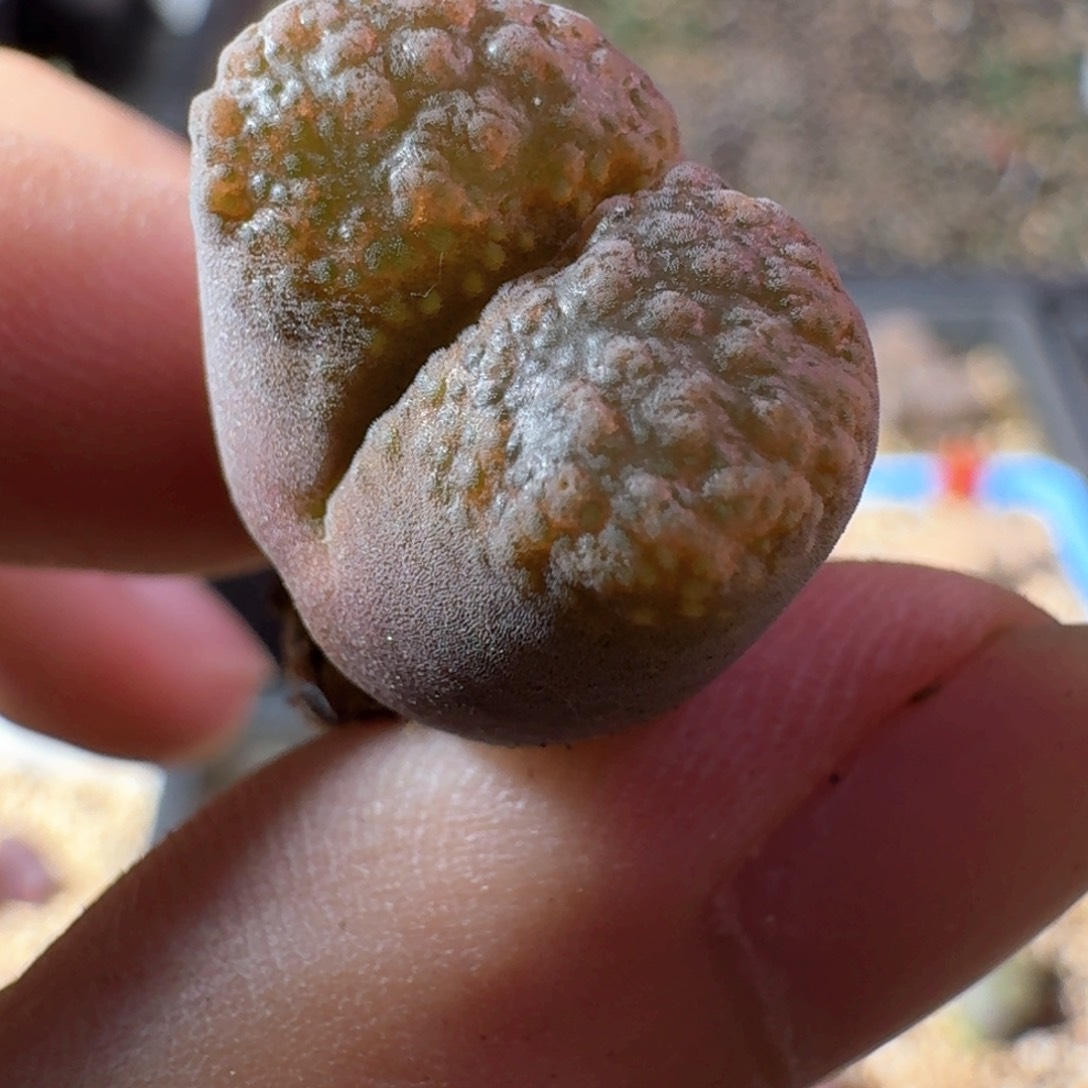 杂交风铃 麒麟窗红风铃