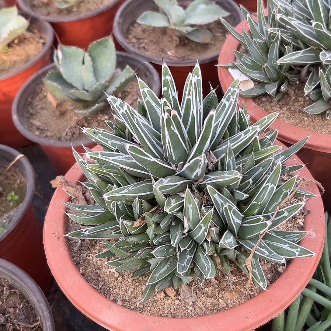 多肉植物屉之雪手捧