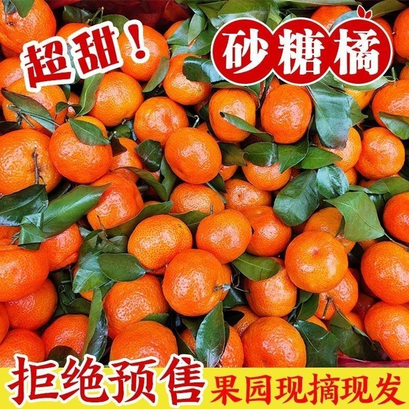 【现摘现发】正宗广西砂糖橘超甜皮薄无籽小橘子5斤现摘爆甜橘子sn