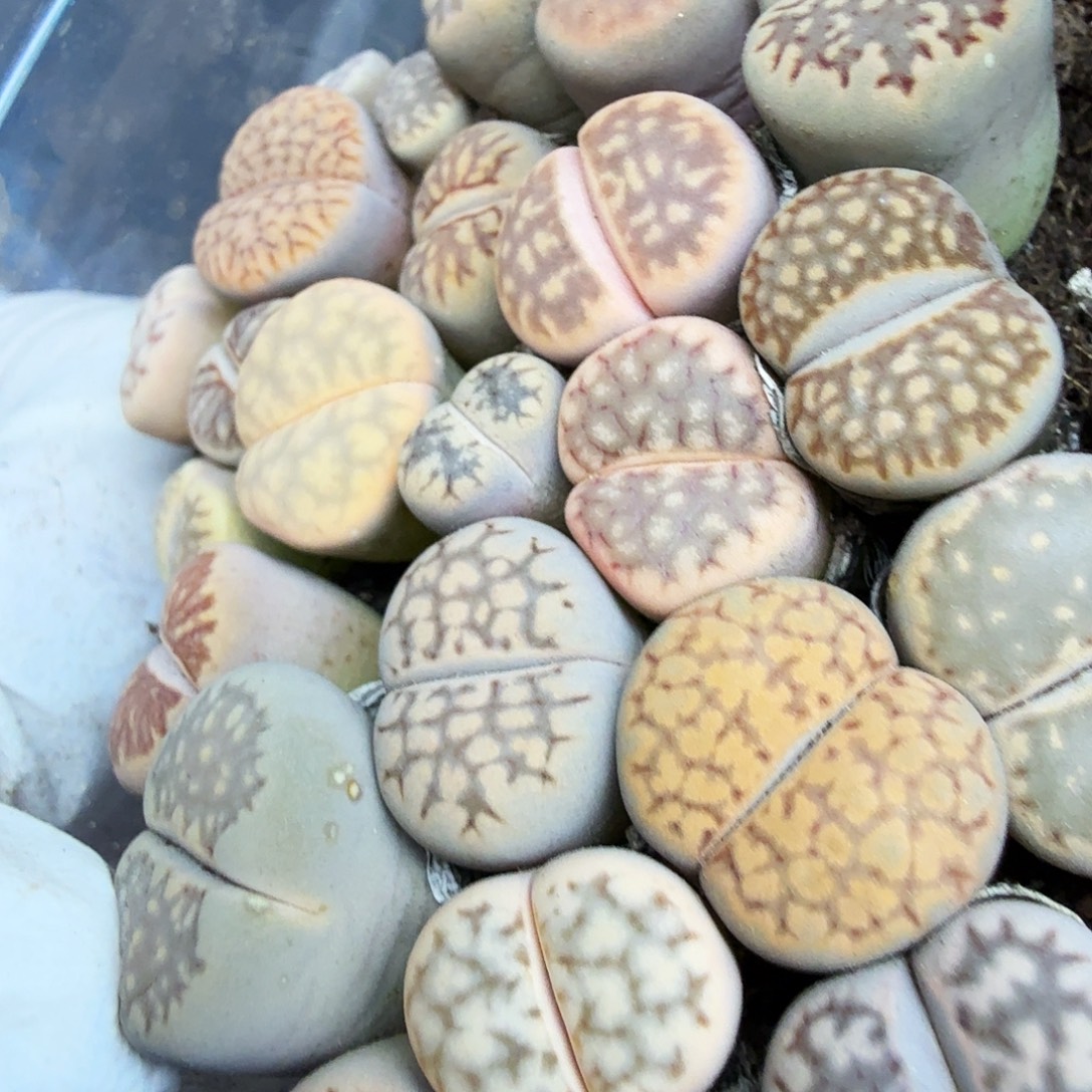 这个点吃晚饭真的要人228是