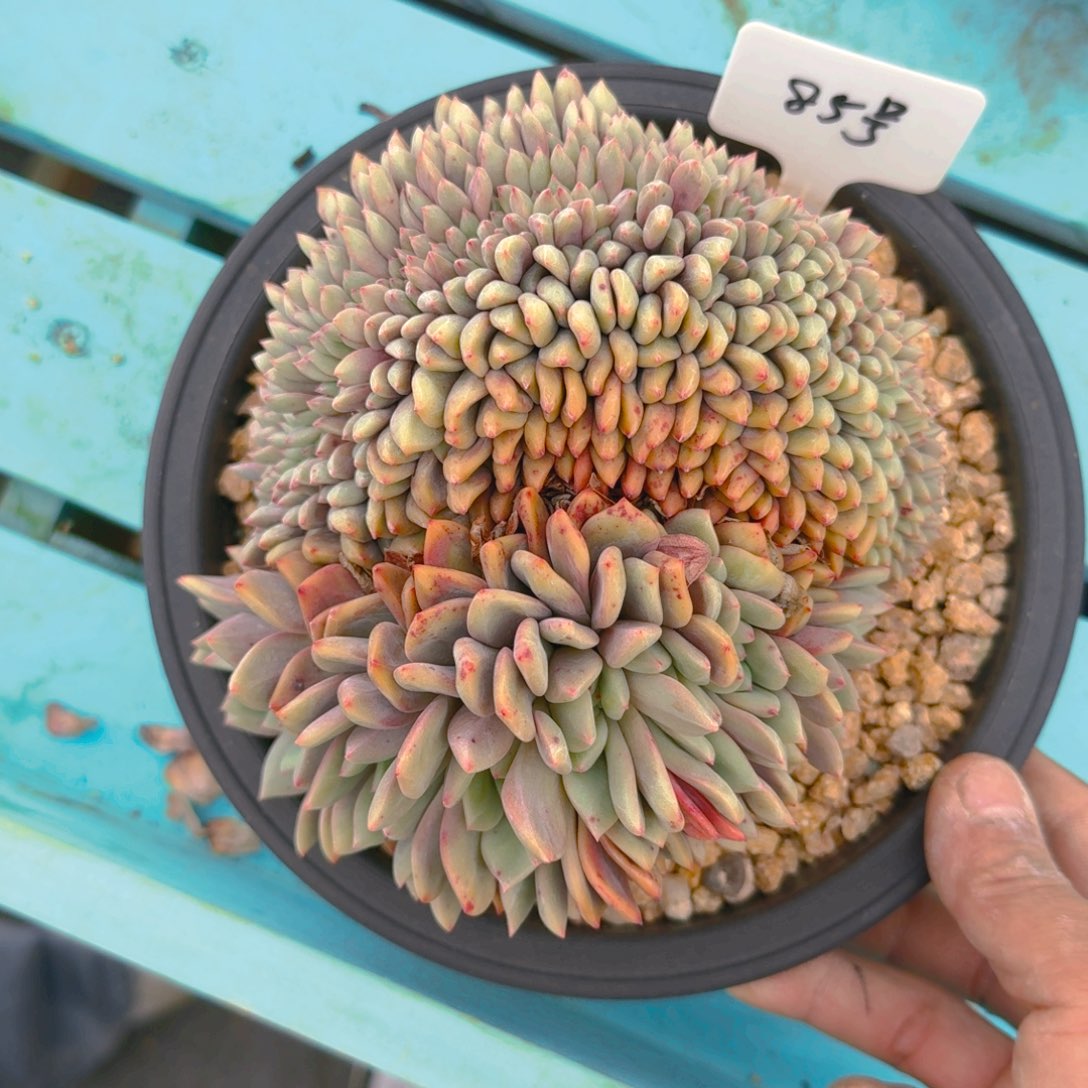 85号多肉1221111111111