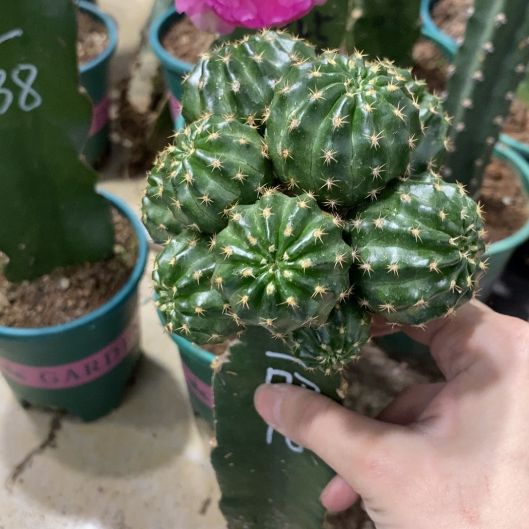 新品丽花L10群生母本