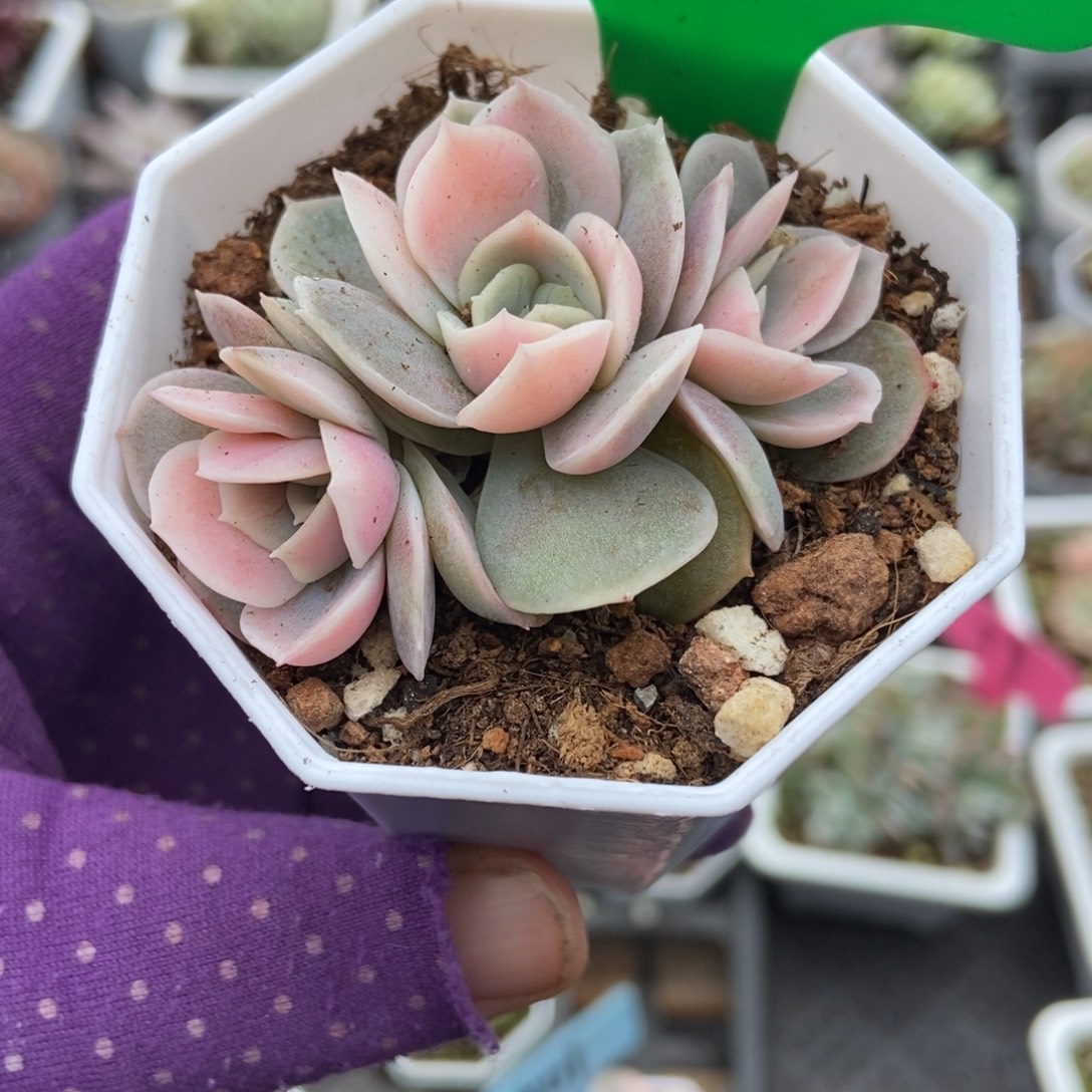 808蓝色惊喜锦多肉