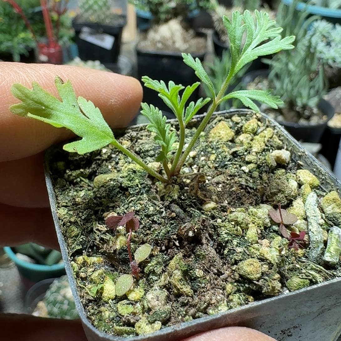 581香叶洋葵带盆发货