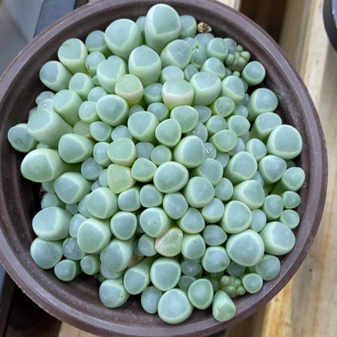 精品多肉一物一拍不包整167