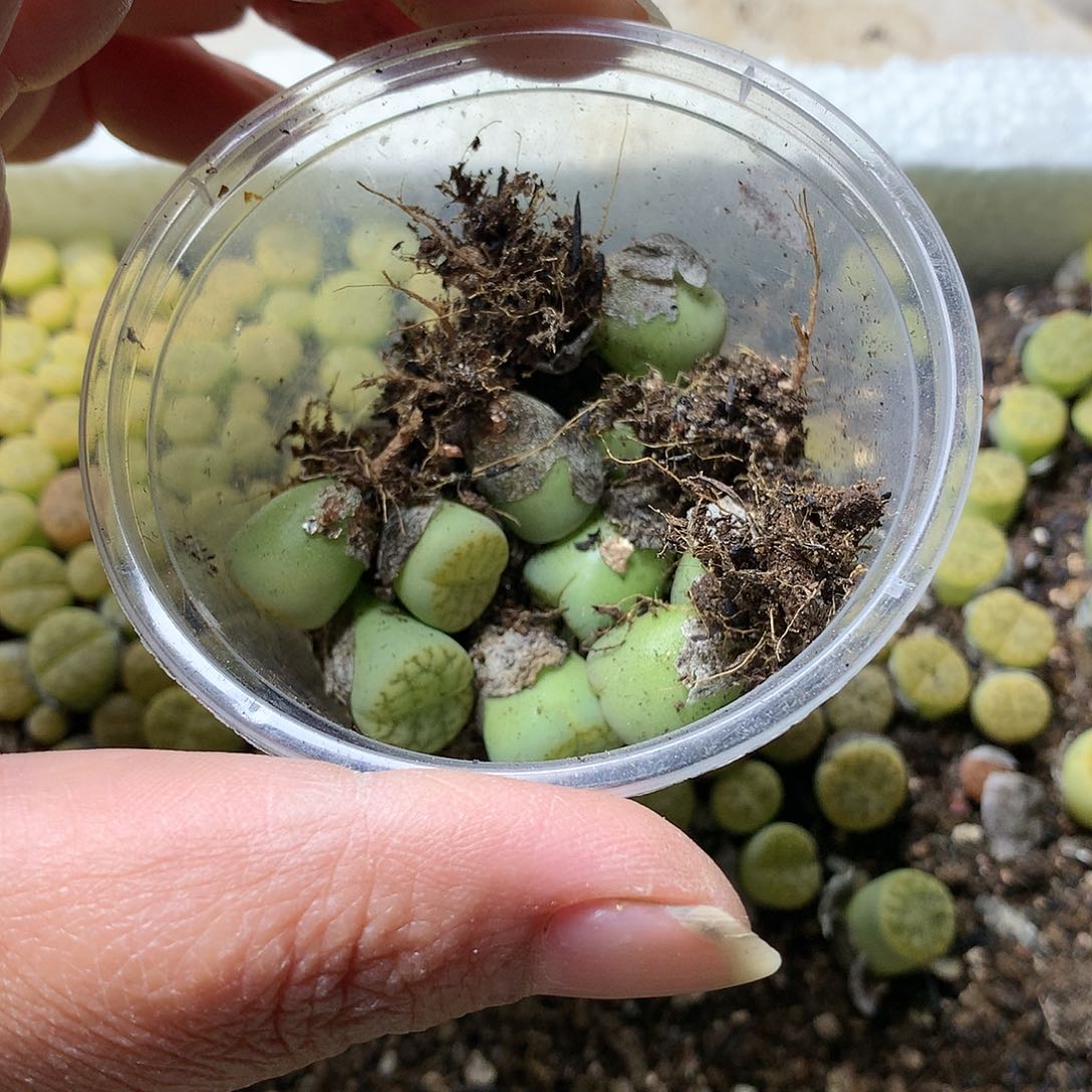 思****兮E81多肉植物保护研究所