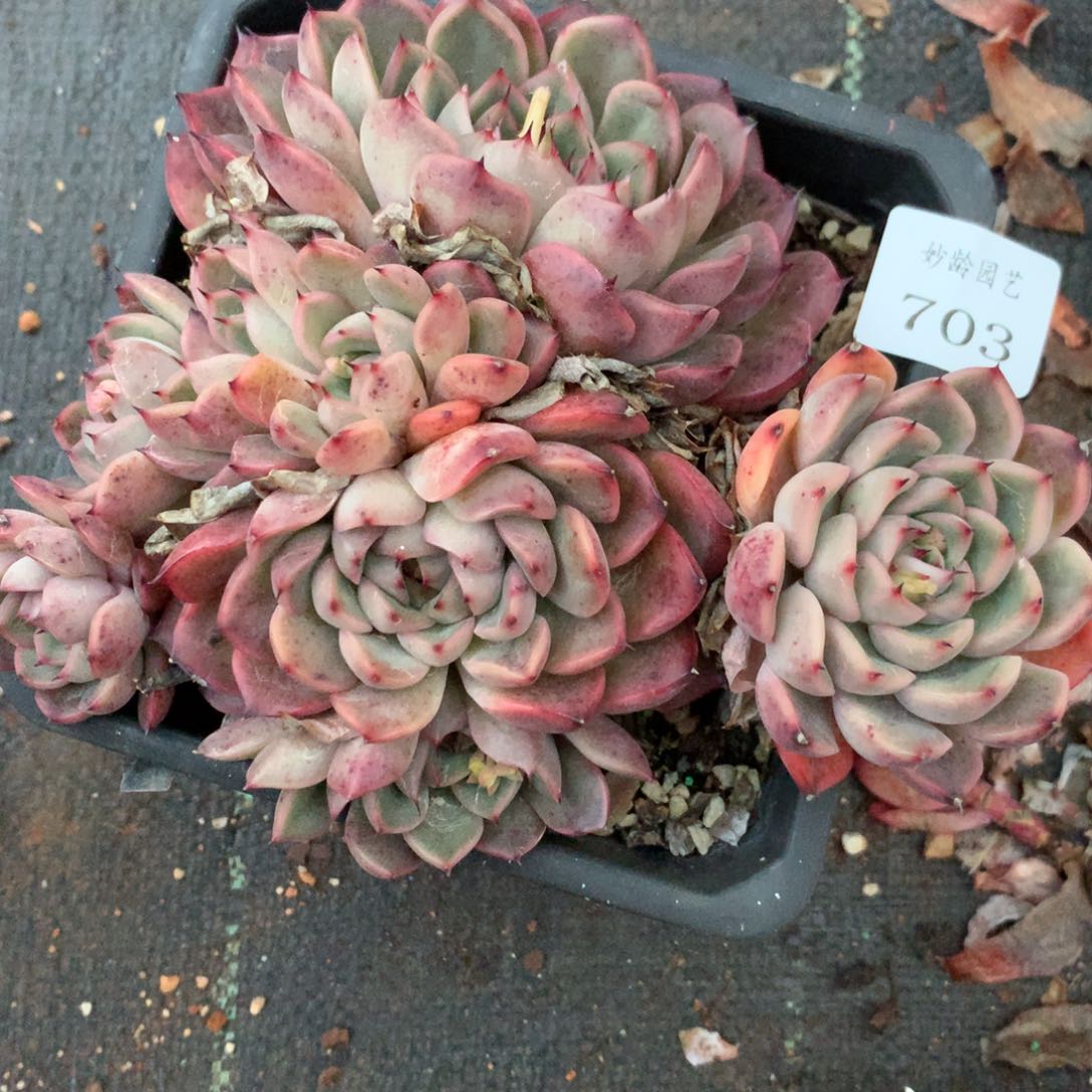 703杂交多肉老桩16冠