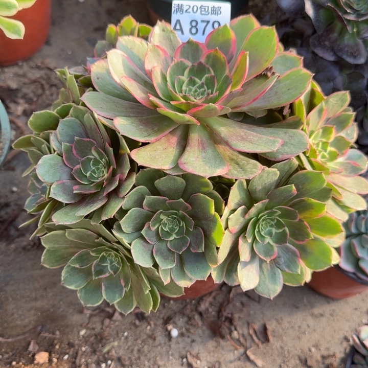 满20包邮，879粉花妖