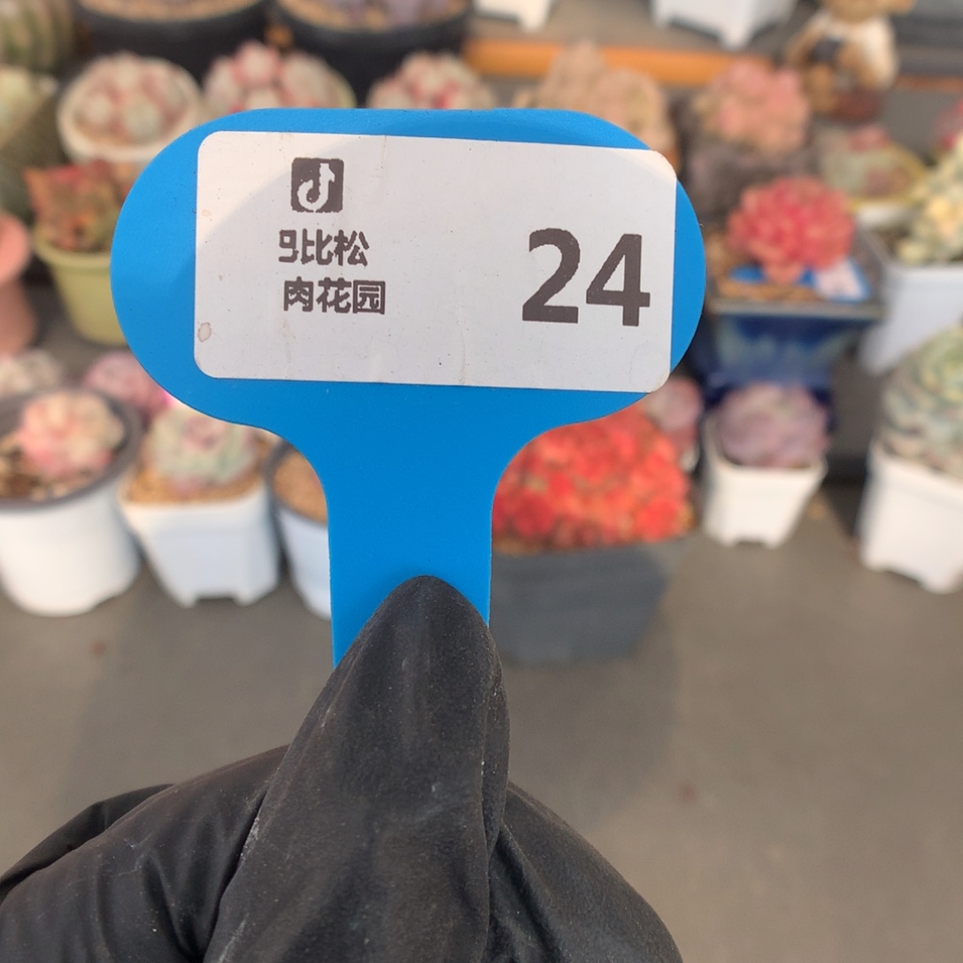 24 冰玉石化盲盒多肉