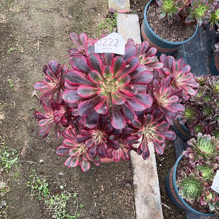 0222丽娜多肉植物