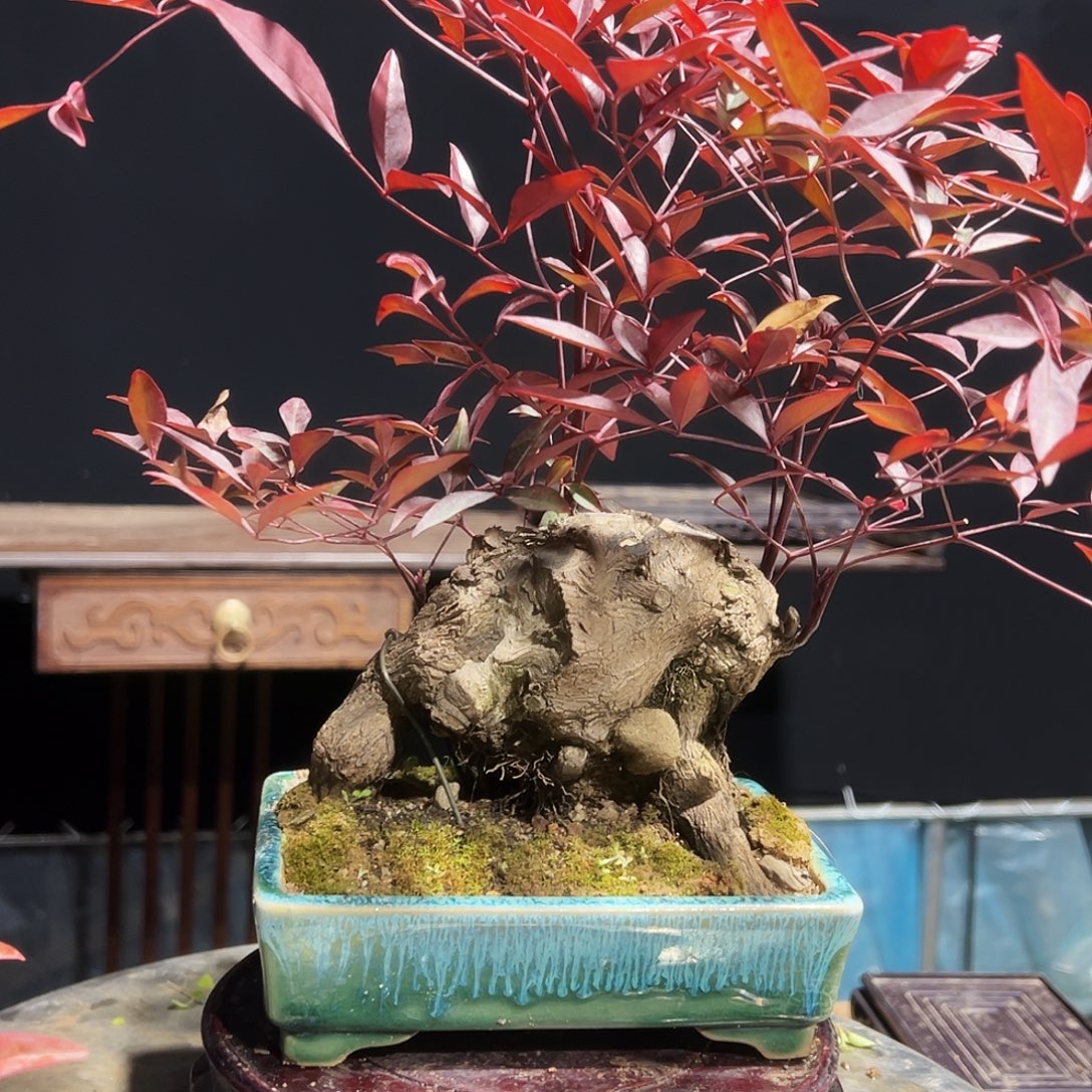 无花朵00000000000008