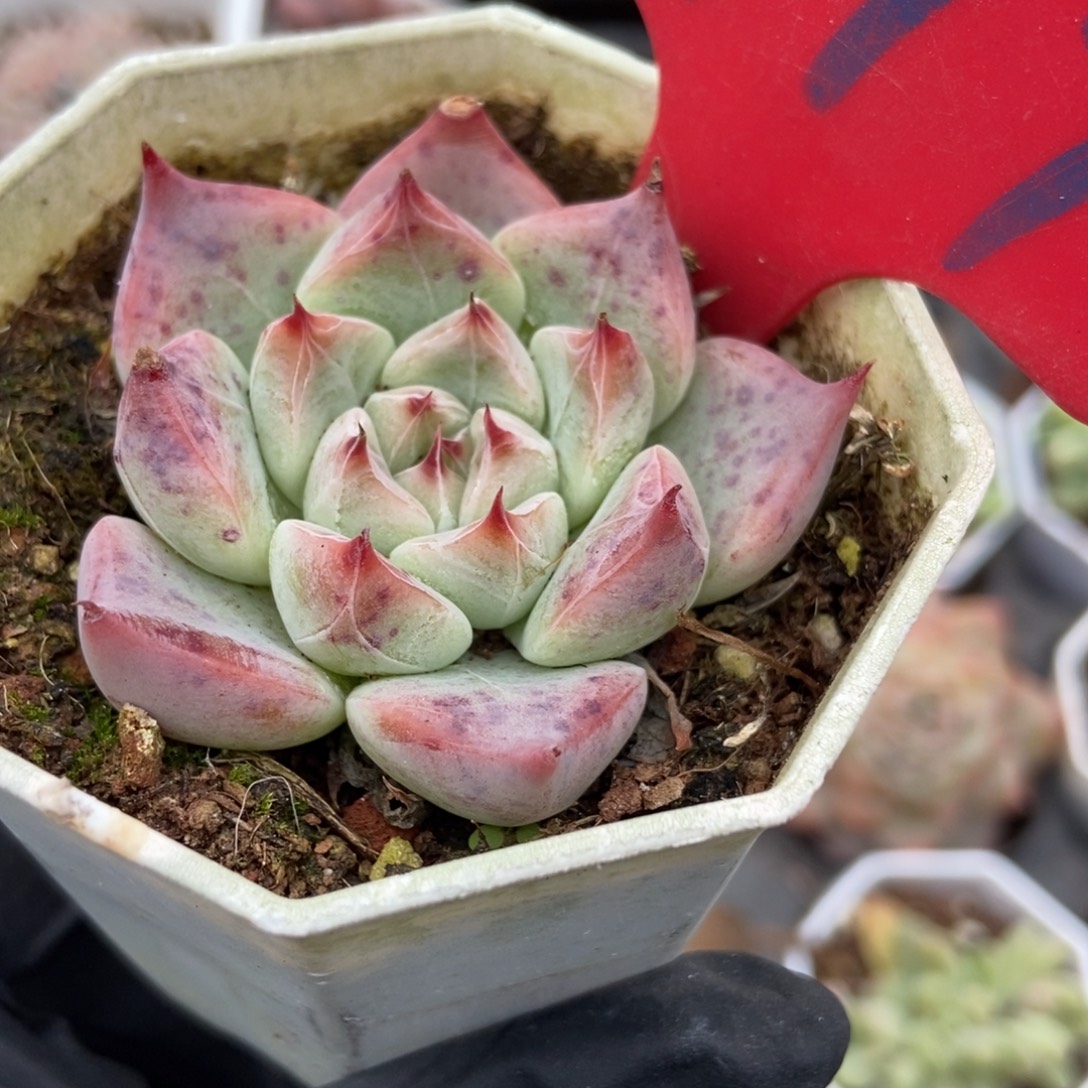 977婚戒多肉植物多肉