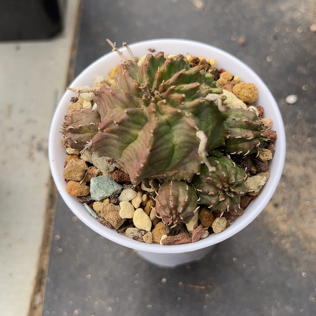 法利达大群一物一拍