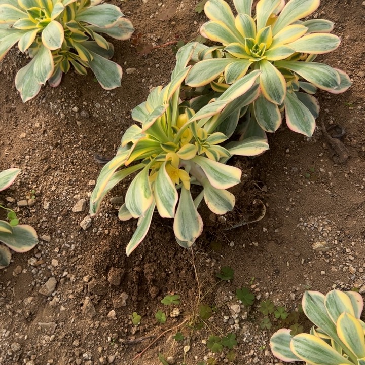 多肉植物灿烂不售后两颗