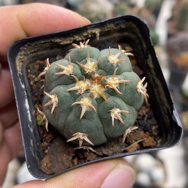 实生猫爪特价福利