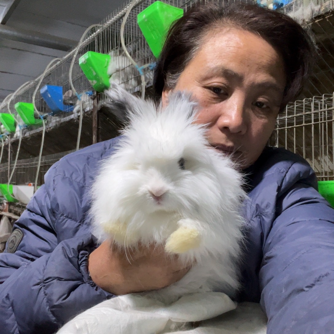 宠物兔英系安哥拉兔