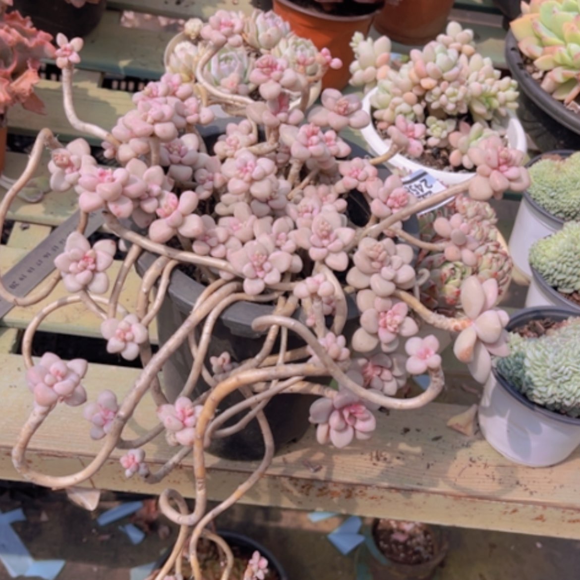 【闪购商品】艾伦2458