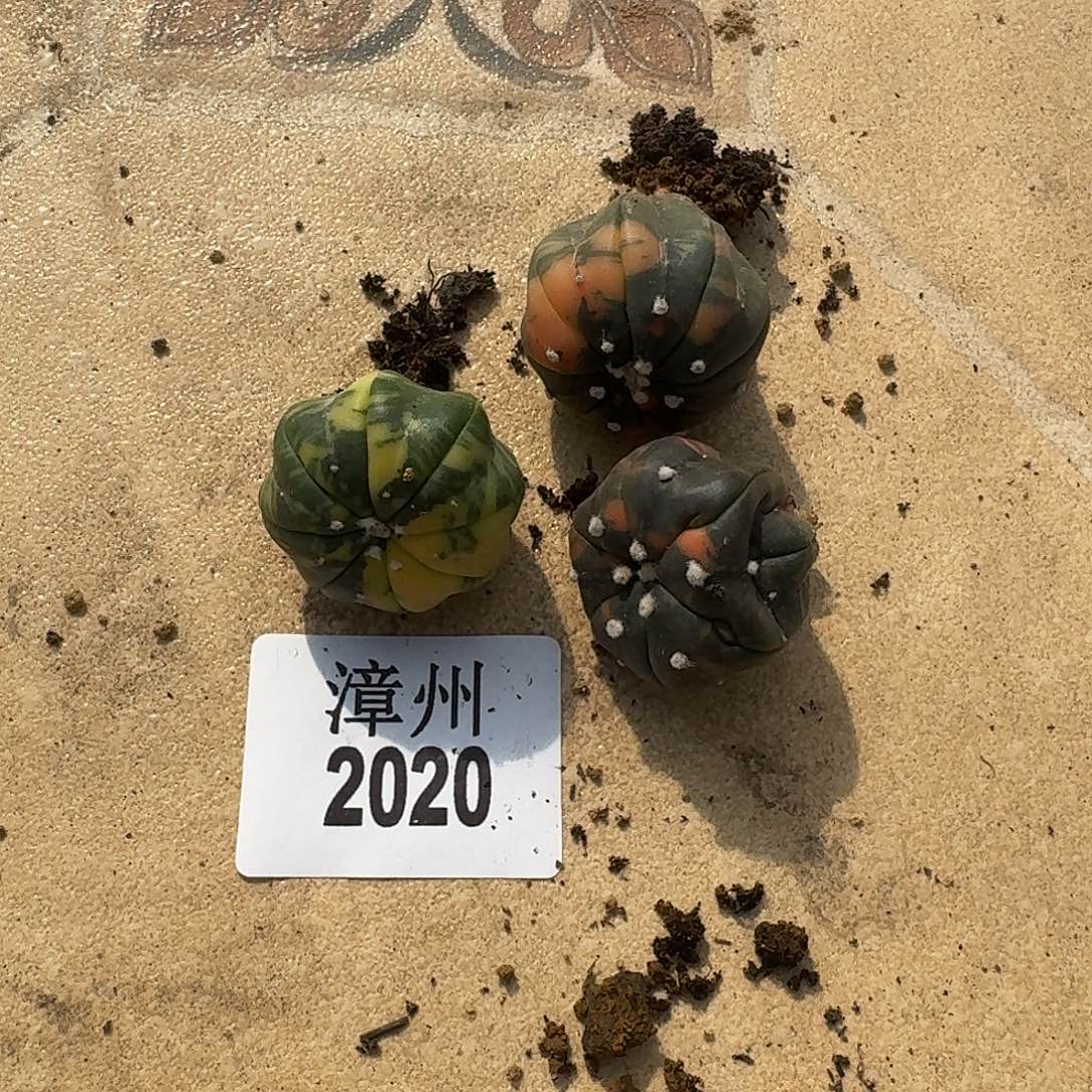 2020组合3颗兜锦泰系