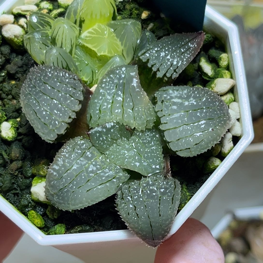 恭喜发财大吉大利0395