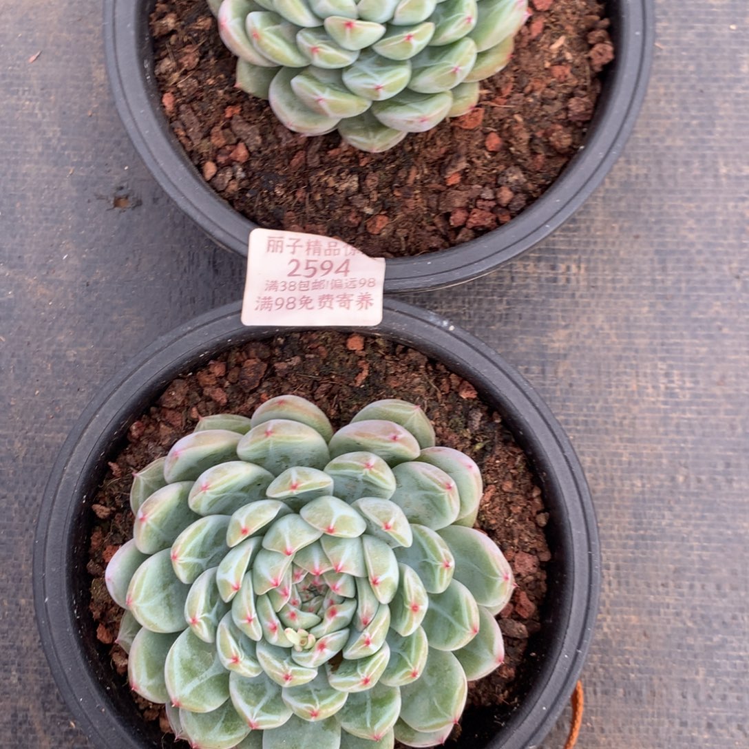 2594一物一拍2颗9厘米