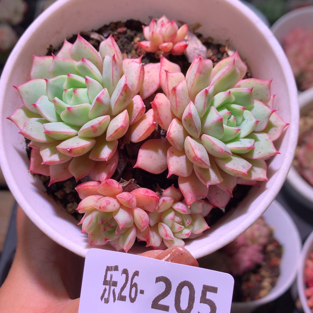 乐然26-205 翡翠船 不包整