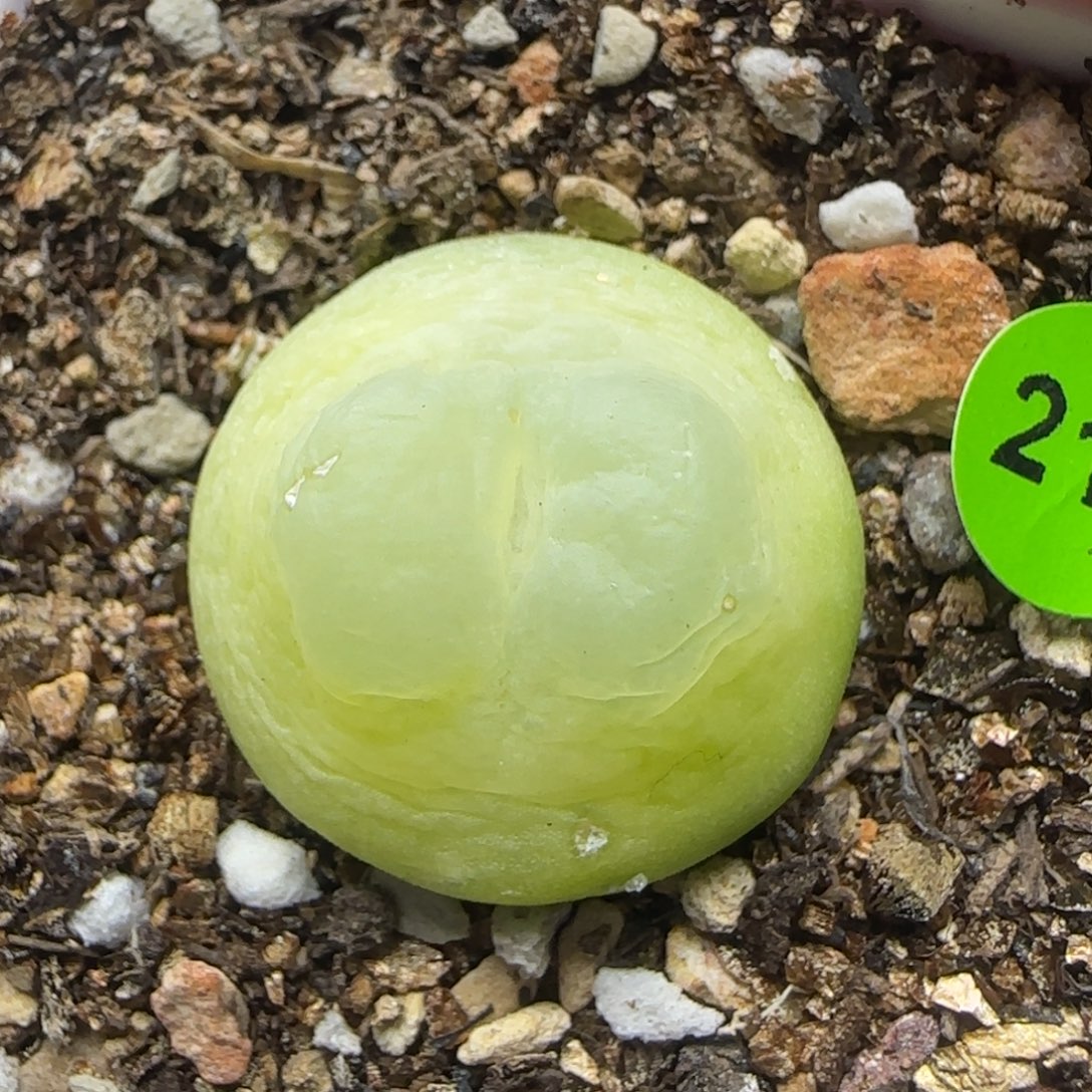 拉登2.1+瑕疵多肉植物211