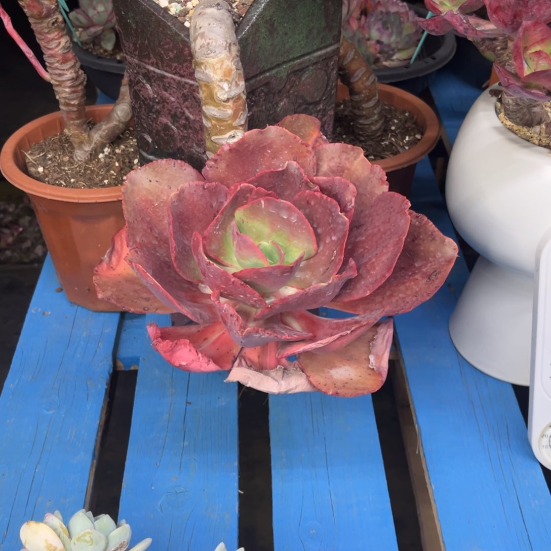 小雨多肉一物一拍初吻