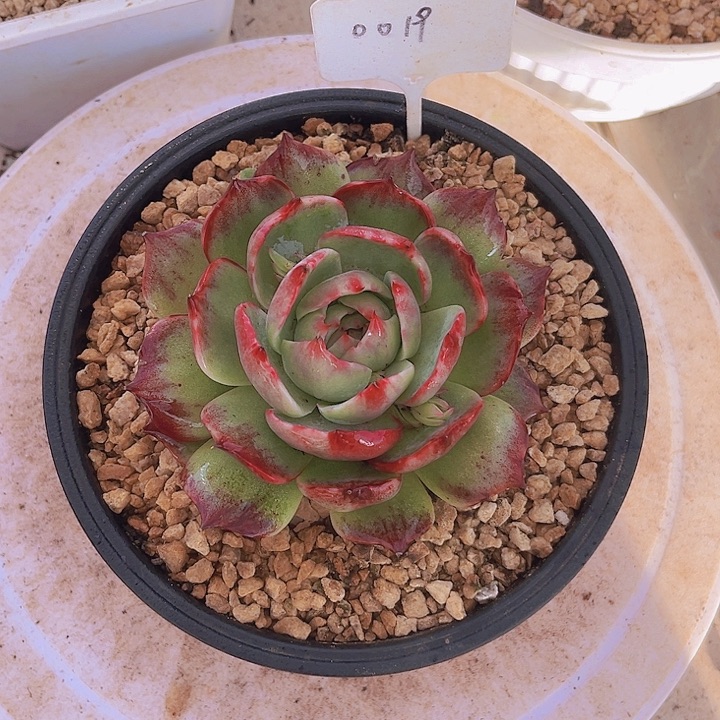 惊鸿仙子多肉植物19