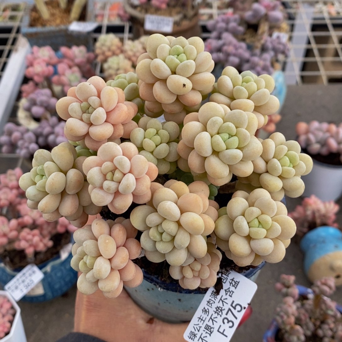 洛可可375/10cm多肉