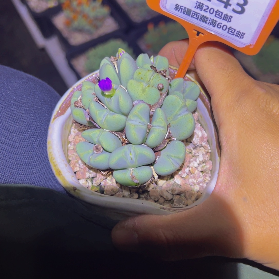 143带盆一物一拍，默认有伤，介意勿拍，不退不换