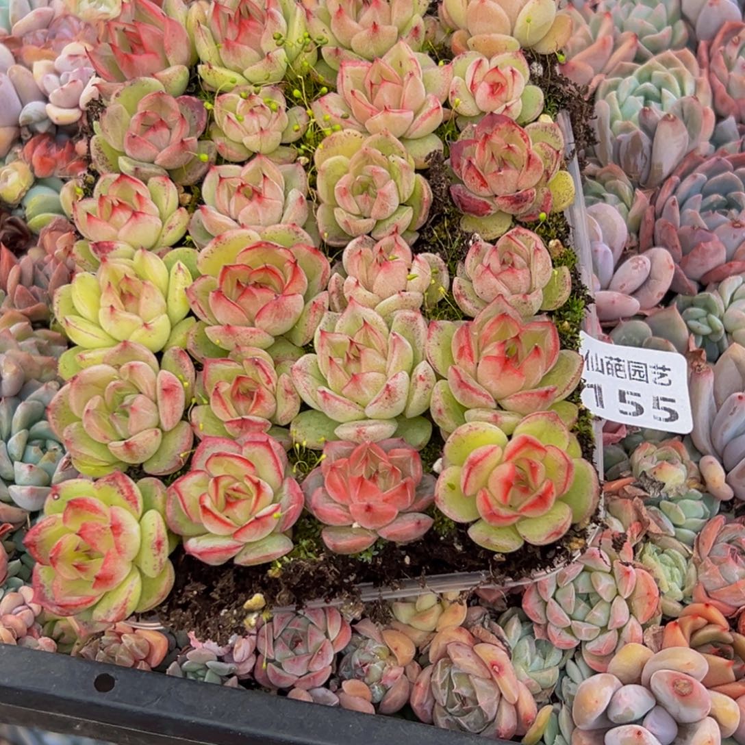 尐****155大热天的一多肉