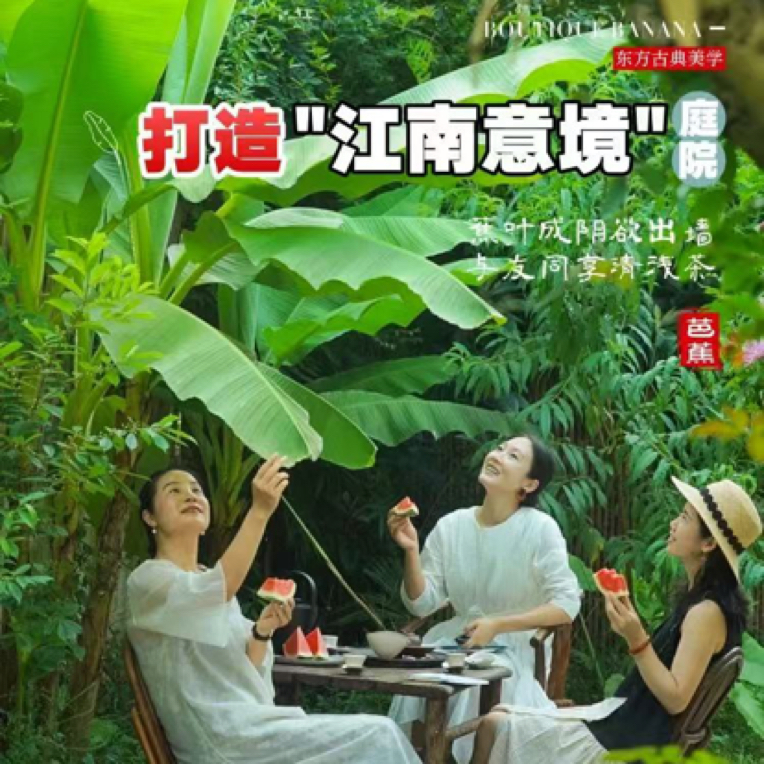 香蕉苗四季种植耐寒耐热适合庭院种植地栽植栽