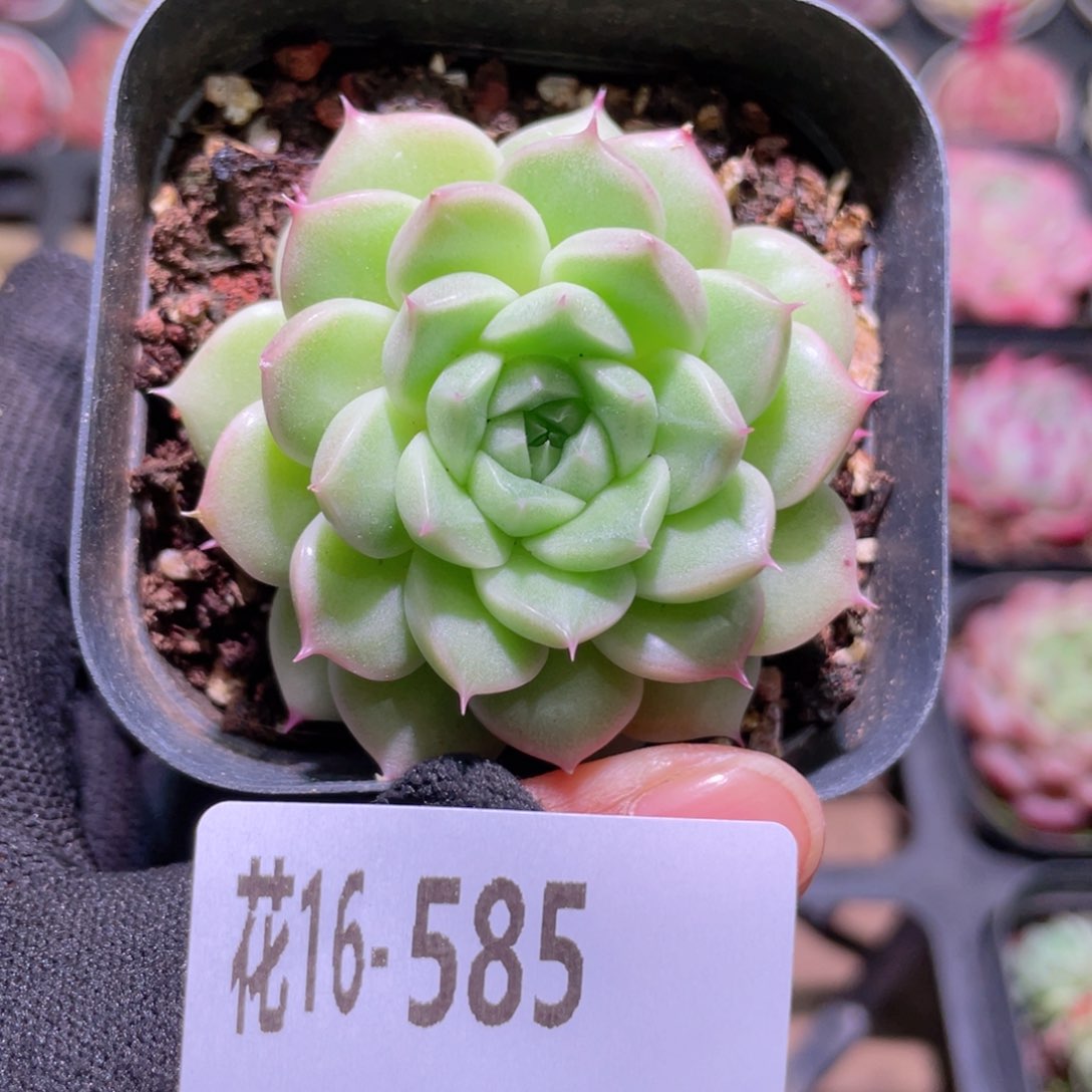 花利美16-585麦秆