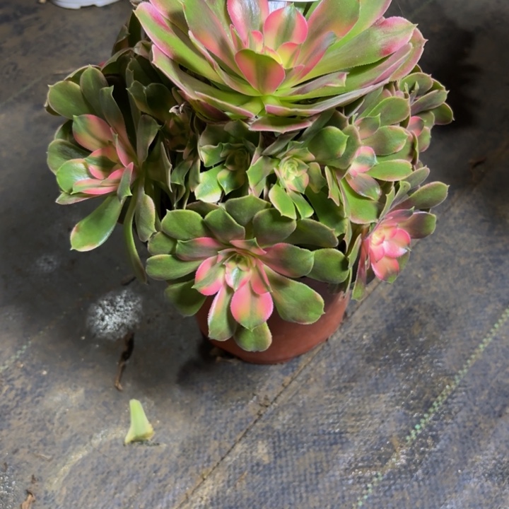 瑞妈，，，，，，，。178香妃，