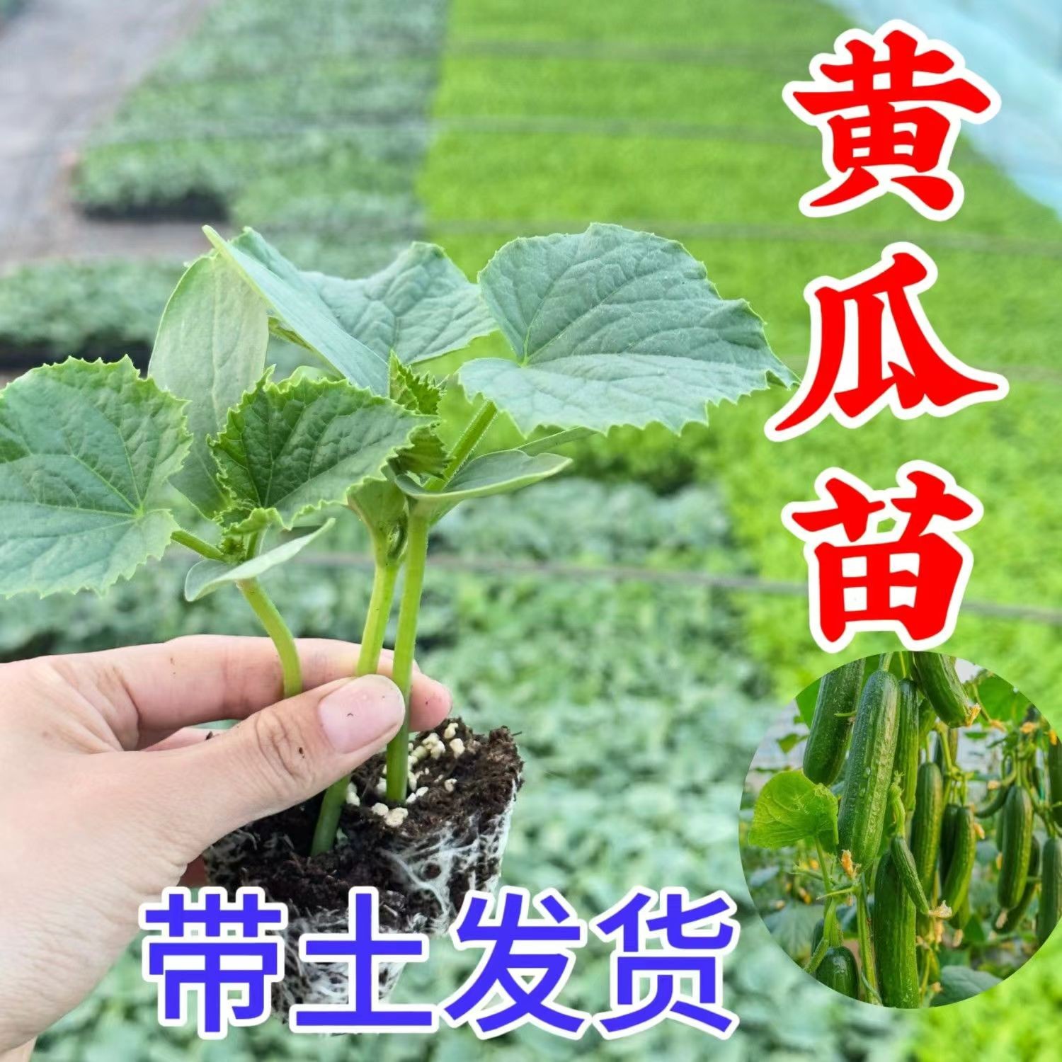 新鲜黄瓜秧苗盆栽地栽阳台种植易成活蔬菜秧苗