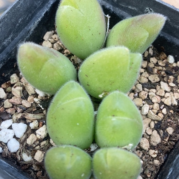 2371长毛毛翠滴一盒