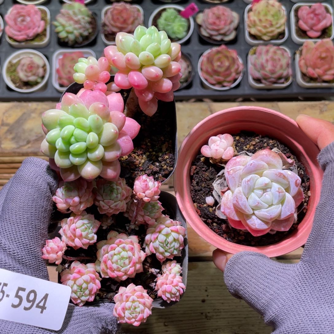 花利美5-594多肉3颗