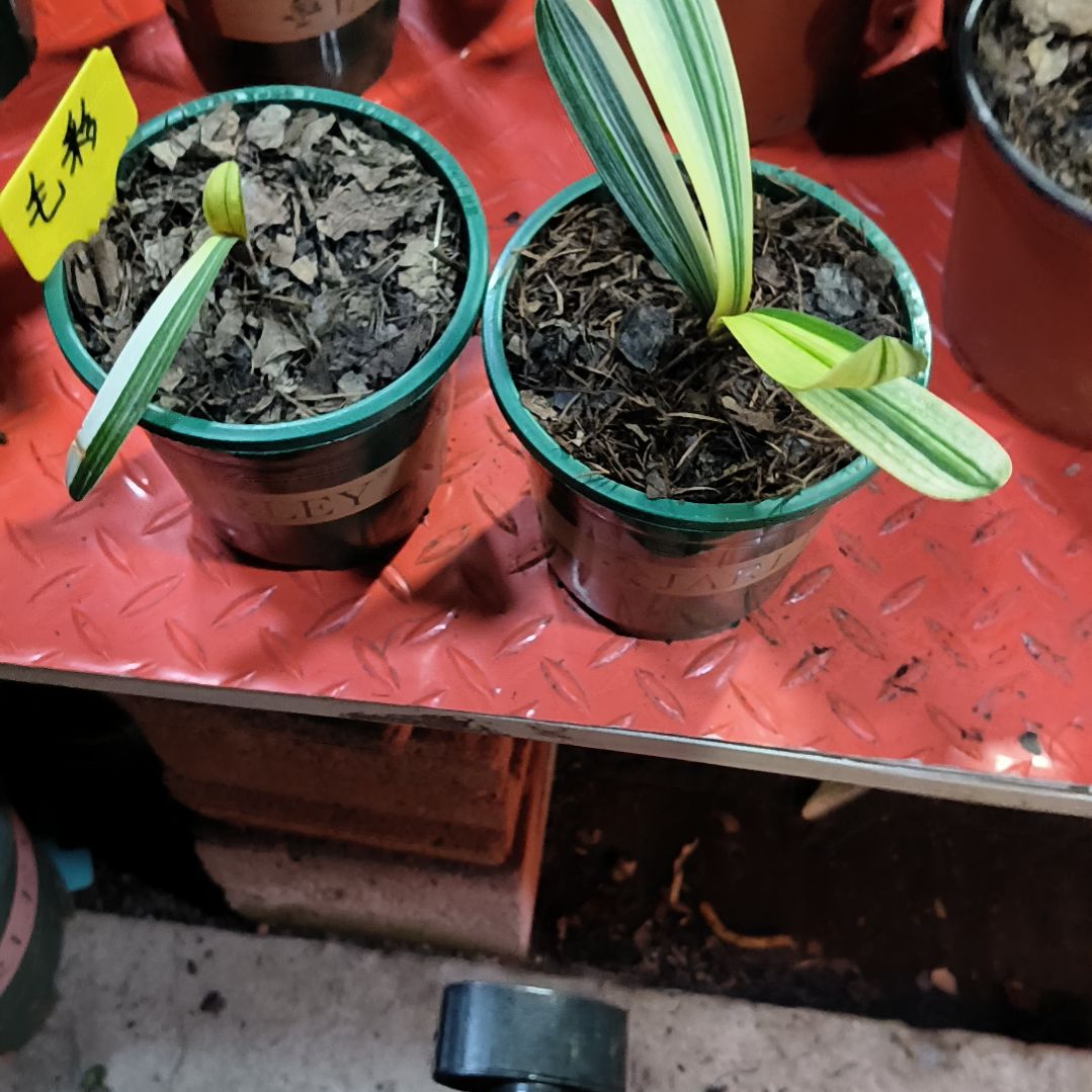 君子兰四季开花稀释甲醛