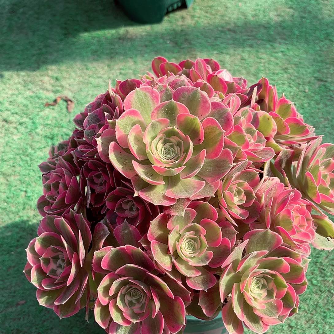 妖月法师多肉植物