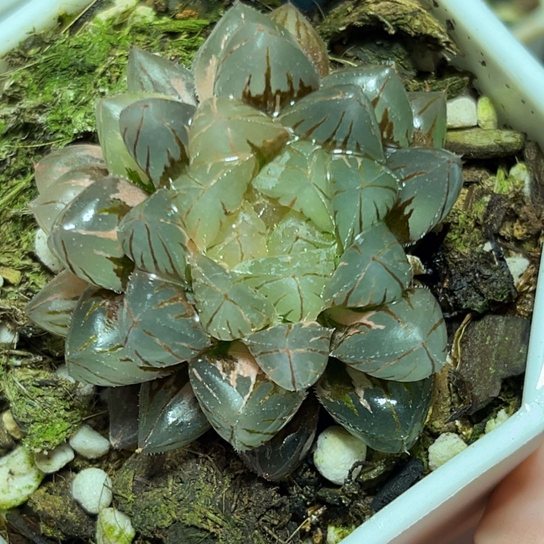 恭喜发财大吉大利0435