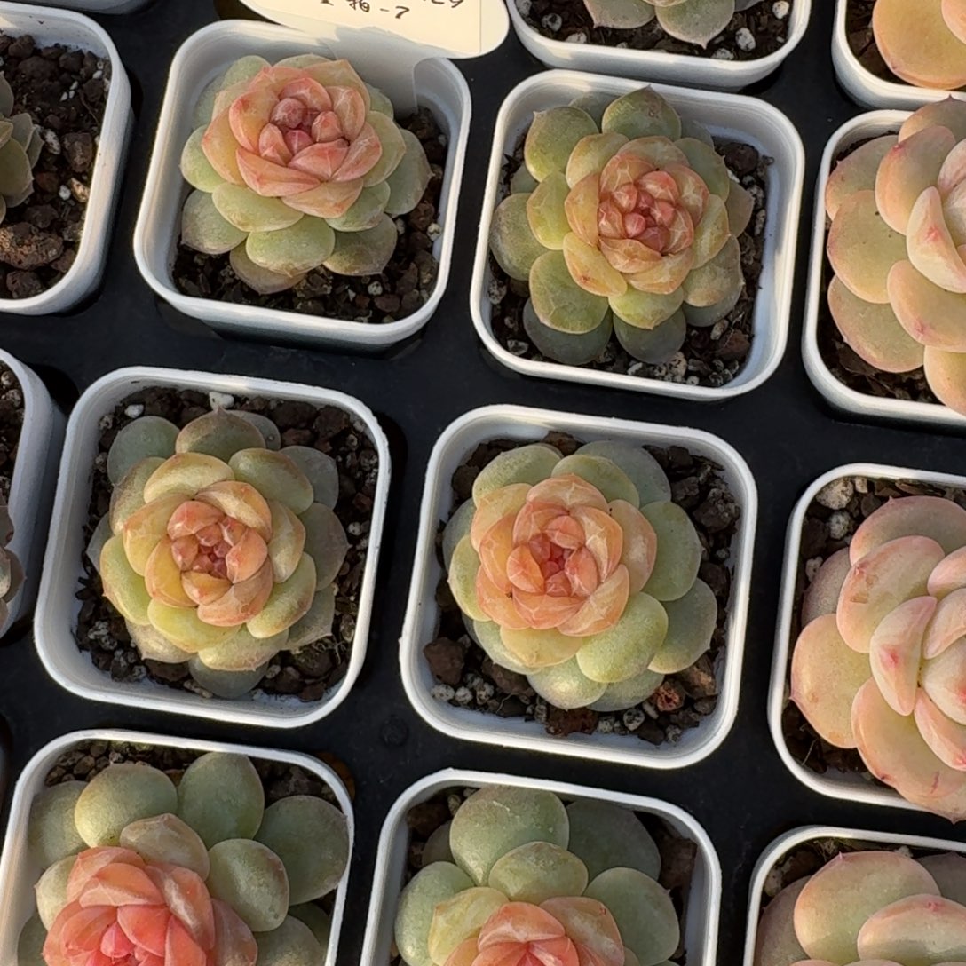 1129-07-微醺一颗量拍