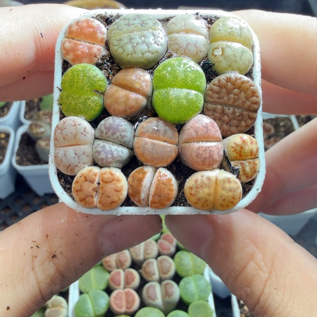 多肉葡萄的味道真的是绝562