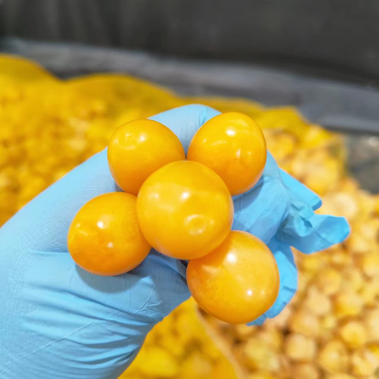 莫旗黄菇娘1000克（一口爆汁）新鲜水果