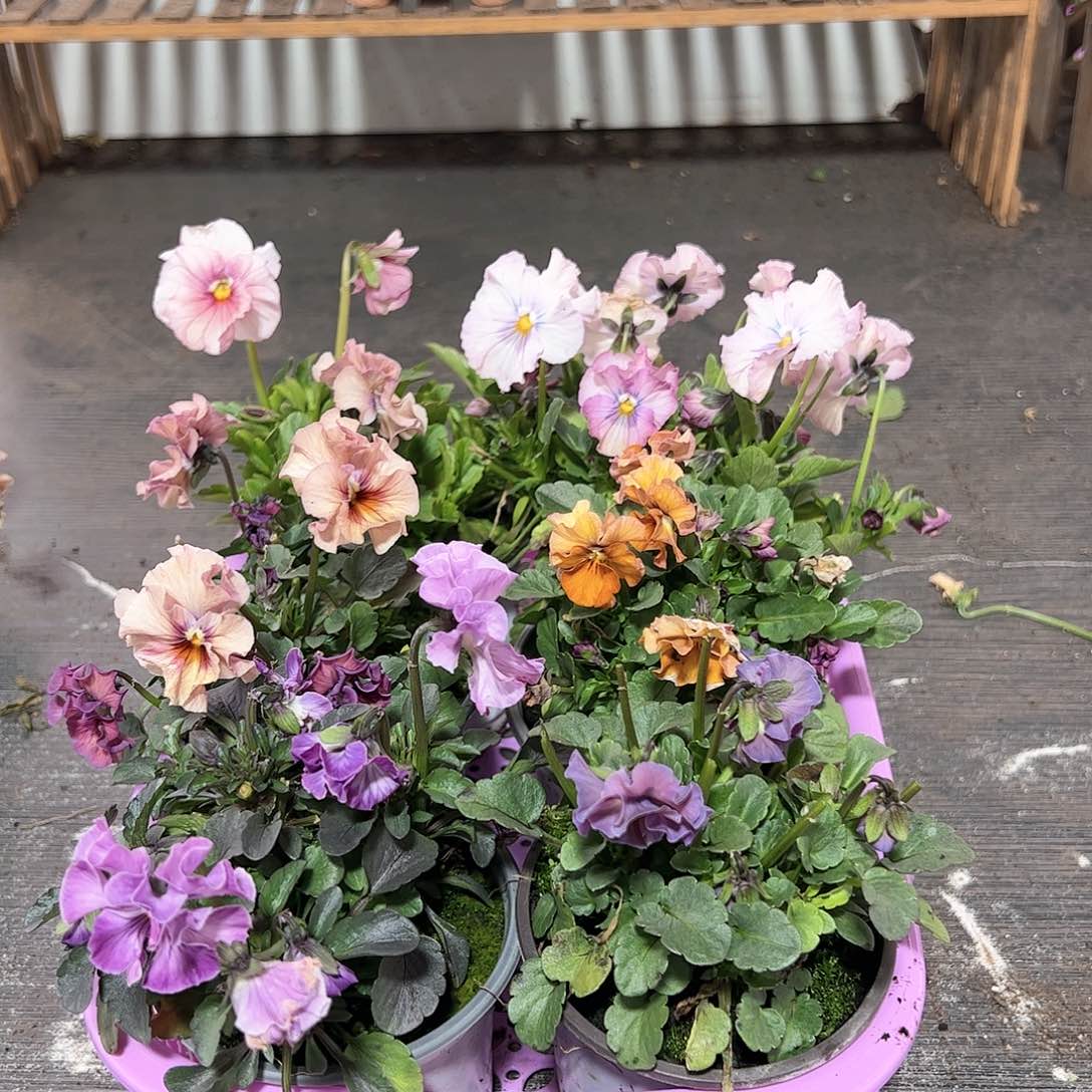 【闪购商品】068号